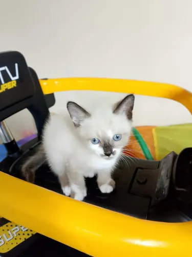 Gatinhos machos pra doação