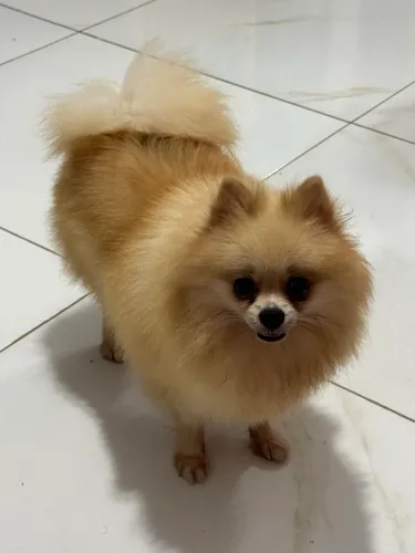 Filhotes de Spitz Alemão/ Lulu da Pomeranea