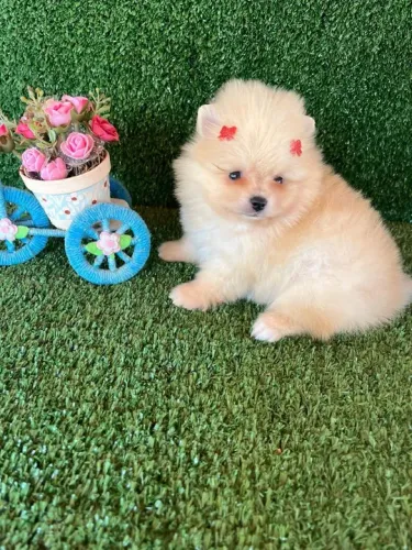 Lulu da pomerania anão Ursinho fêmea 