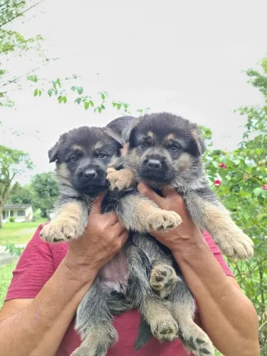 Pastor Alemão Manto Negro 