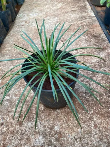 Muda de agave palito 