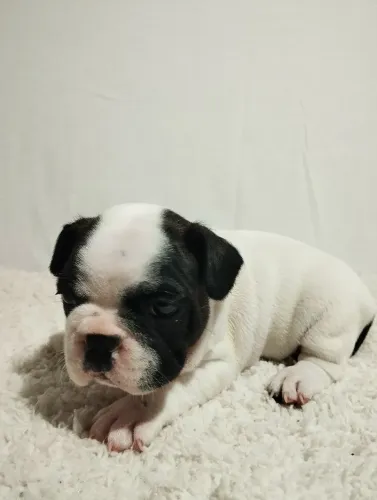 Bulldog Francês 