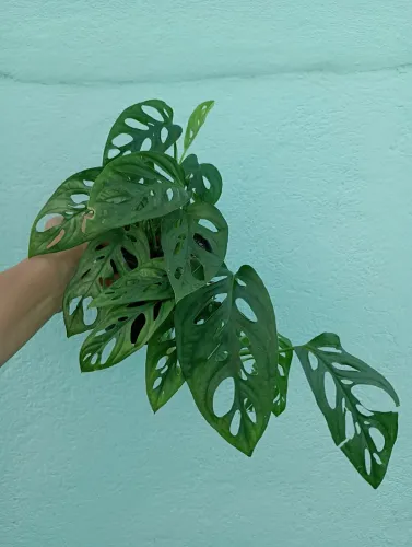 Planta Imbé Furado