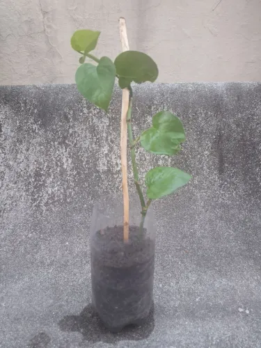 Planta Jiboia