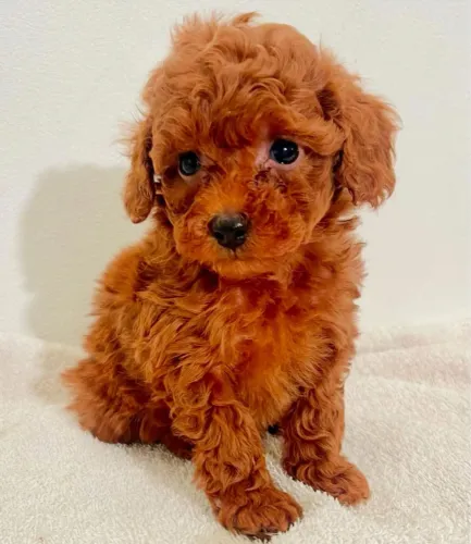 Poodle Toy Red / Vermelho