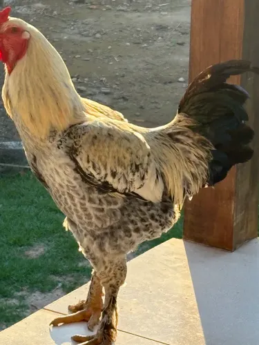 Galo Brahma