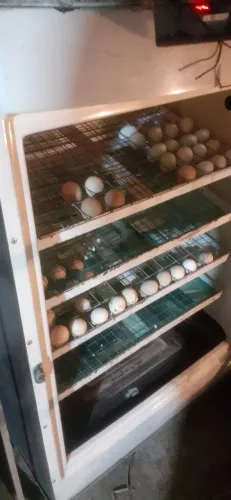 Chocadeira de fibra para 500 ovos