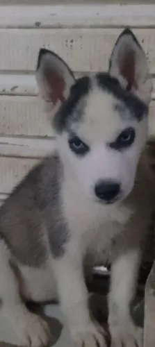 3 cachorras a venda.