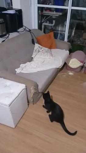 Sofá velho, sem o gato!