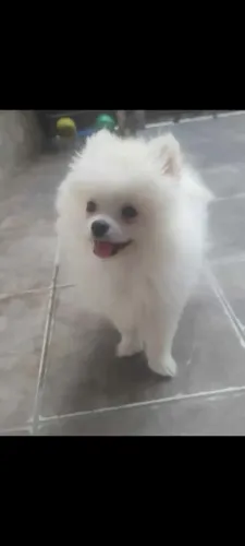 Lulu da Pomerânia fêmea 5 meses