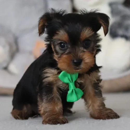 Yorkshire Terrier/ Uma gigante em lealdade