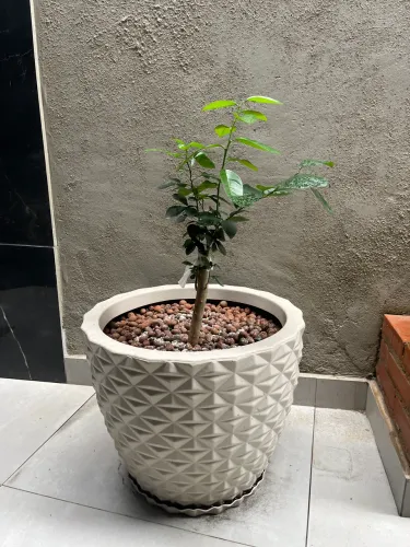 Pé de limão Taiti