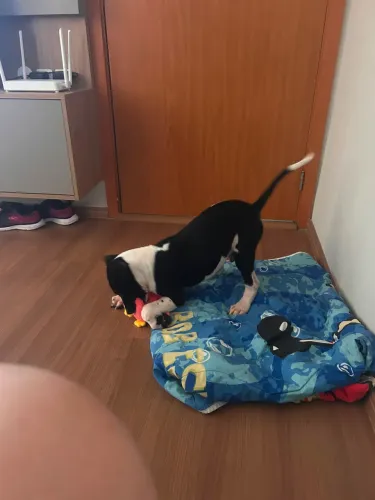 Filhote para doação 