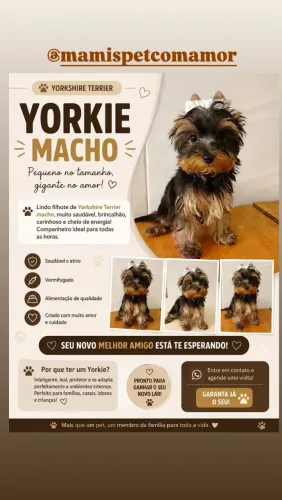 Filhote micro yorkshire terrier
