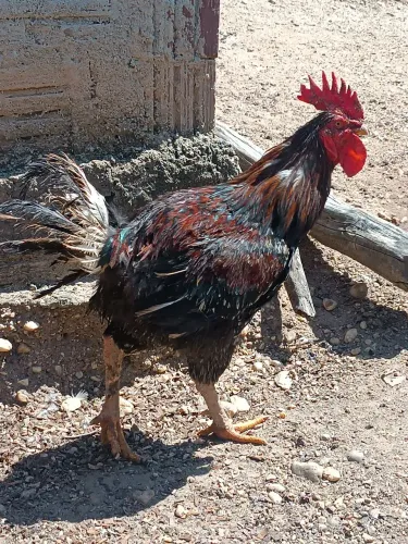 Vendo galo gsb