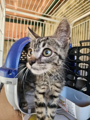 Doação Filhote Gato