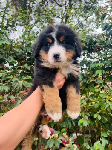 Bernese Mountaing dog em excelente padrão da raça