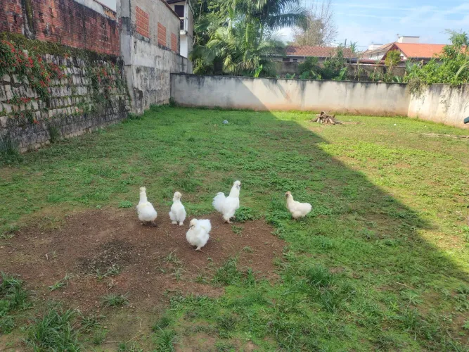 Galinha Sedosa, Galinha Sedosa Mista, Garnisé