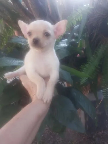 Chihuhua micro pelo curto
