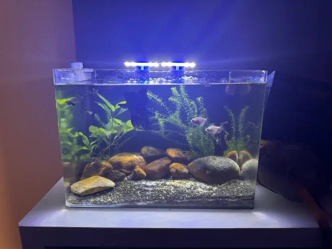 AQUÁRIO COM SUMP 77 LITROS 