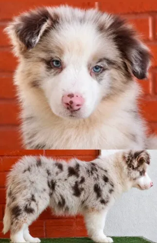 Border Collie Red Merle Macho CBKC