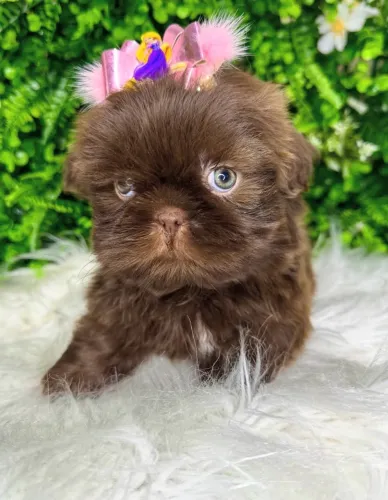 shihtzu fêmea chocolate
