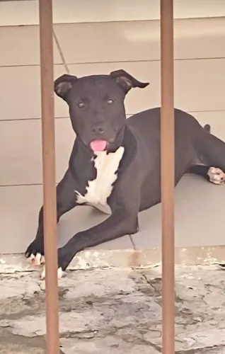 Doação Cadela pitbull