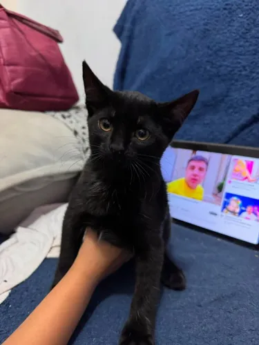 Doação de gatos 