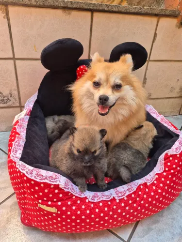 VENDE-SE 2 spitz alemão (lulu da Pomerânia)