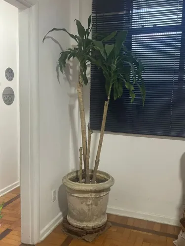 Planta ornamental grande + vaso decorativo + suporte madeira com rodas
