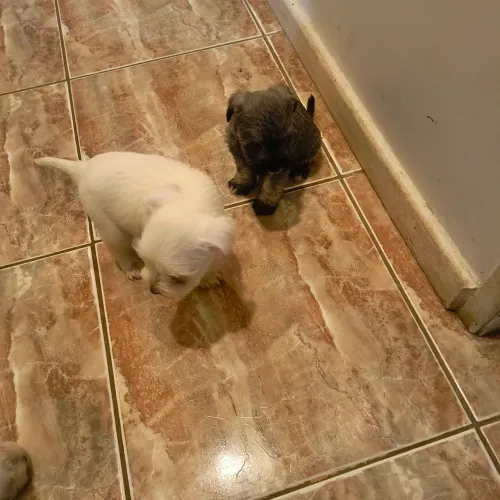 Animais