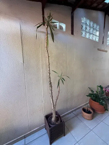 Planta com vaso de madeira