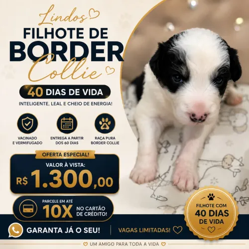 Venda de filhote de border collie