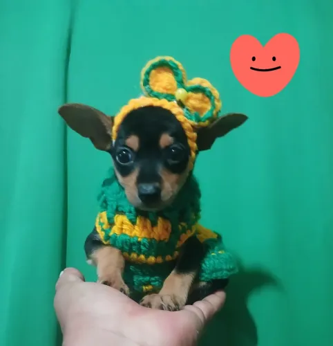 Pinchi femea n 0 