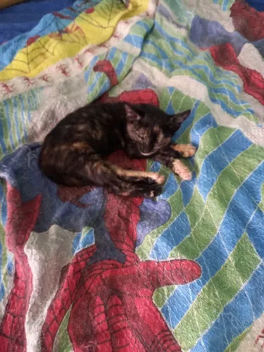 Gatos para Adoção