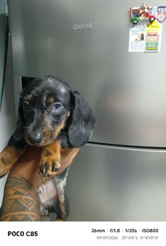 Vendo Filhote daschshund miniatura arlequim