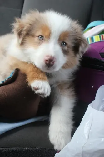 Filhote de border collie muito amor e diversão neste dia dos namorados