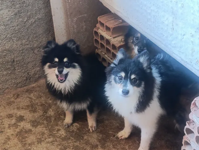 Lulu da pomerânia , splits alemã exótico 