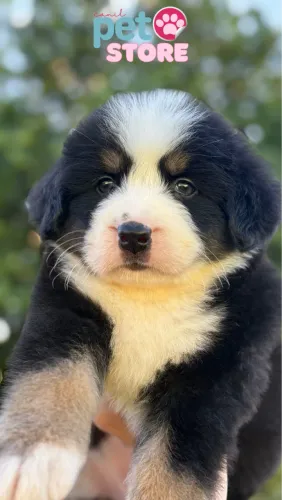 BERNESE MOUNTAIN DOG