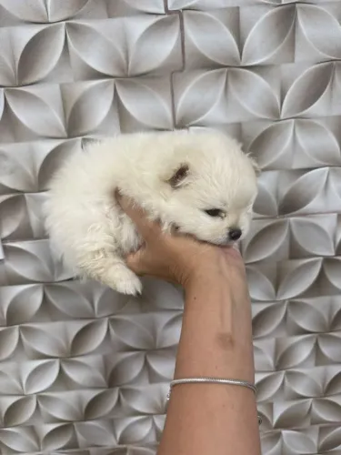 Vendo lulu da Pomerânia