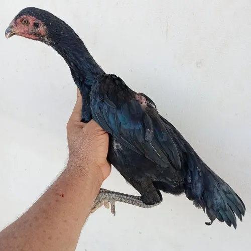 Frangas da raça muras