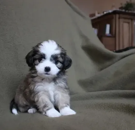Maltês com poodle