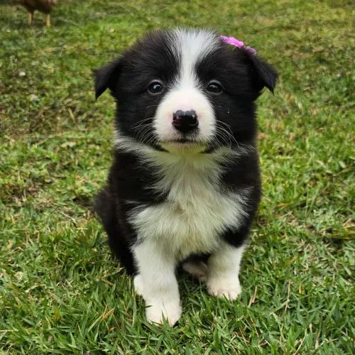 Filhote de Border Collie Preto e Branca