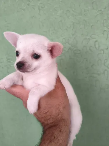 Chihuahua macho pêlo curto disponível!