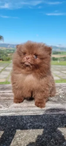 Lulu da Pomerania