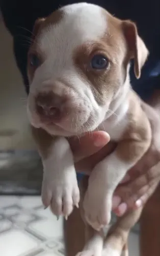 Filhote de Pitbull