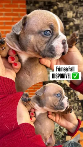American Bully Micro