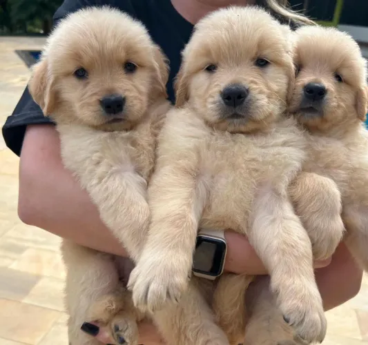 Filhotes de Golden Retriever com Pedigree 