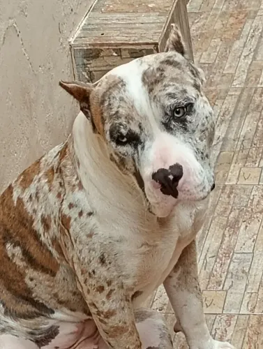 American bully fêmea 10 meses (Merlin)