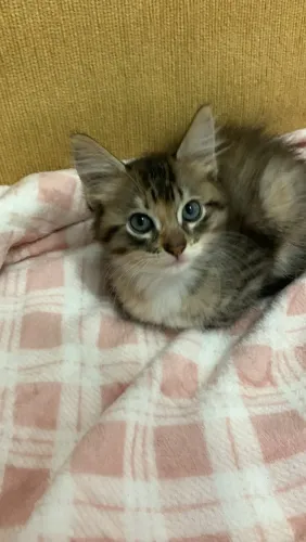 Gatinhos para doação